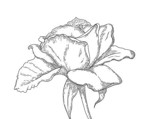 黑白色花朵分别代表什么？