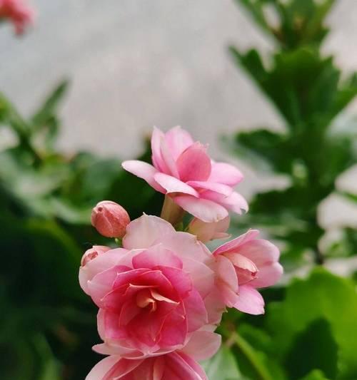 哪种花寓意健康美满？