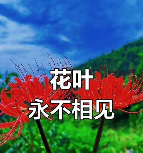 哪种花象征爱情的唯一性？