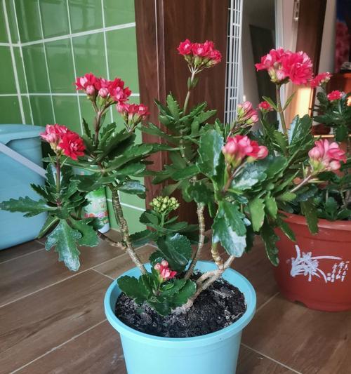 夏天的花有哪些红色和绿色的象征意义？