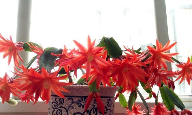 鼠尾掌开红花代表什么？红色鼠尾掌的花寓意是什么？