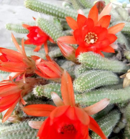 鼠尾掌开红花代表什么？红色鼠尾掌的花寓意是什么？