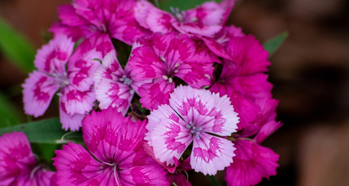 粉红色花代表什么含义？送粉红色花的寓意是什么？