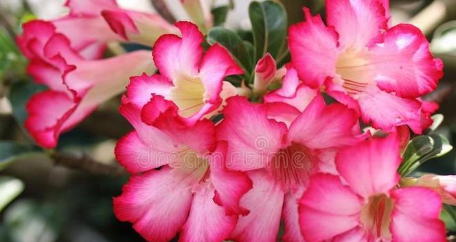 粉红色花代表什么含义？送粉红色花的寓意是什么？