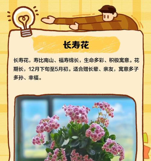 送长辈什么花寓意好？如何选择适合长辈的花？