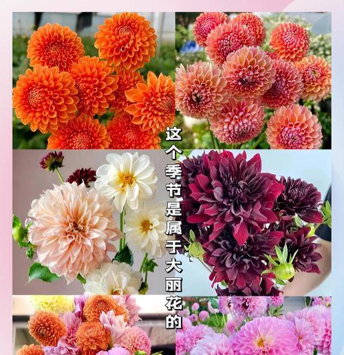 大丽花的甜蜜花语是什么？花的寓意你知道吗？