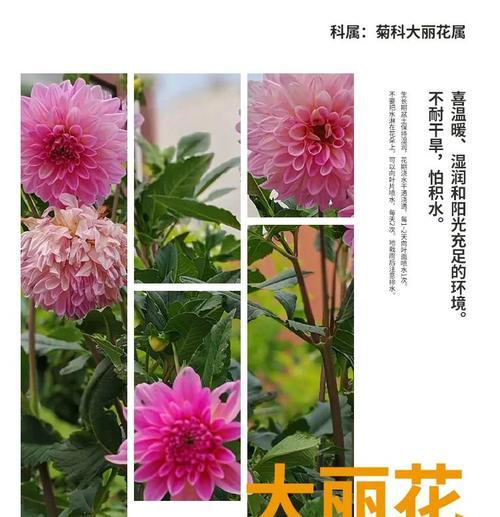 大丽花的甜蜜花语是什么？花的寓意你知道吗？
