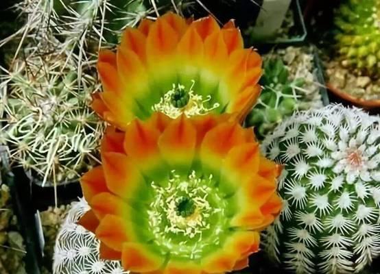 哪些花不是绿色的寓意是什么？非绿色花卉的象征意义有哪些？