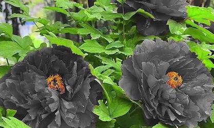 哪些花不是绿色的寓意是什么？非绿色花卉的象征意义有哪些？