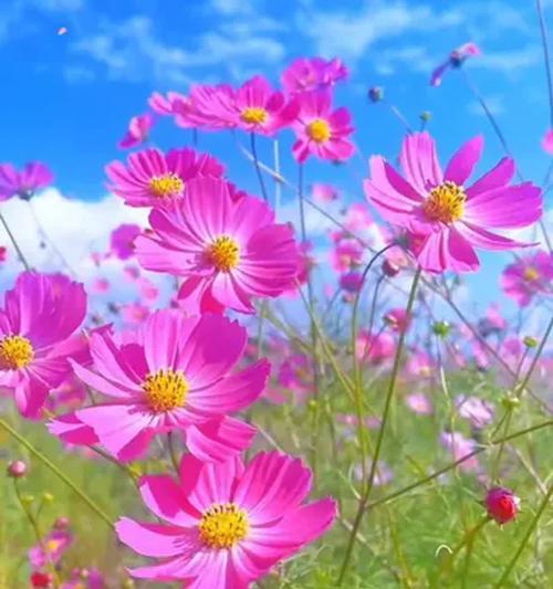 有哪些花寓意幸福？