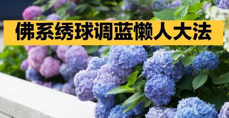 龙球花颜色的含义是什么？