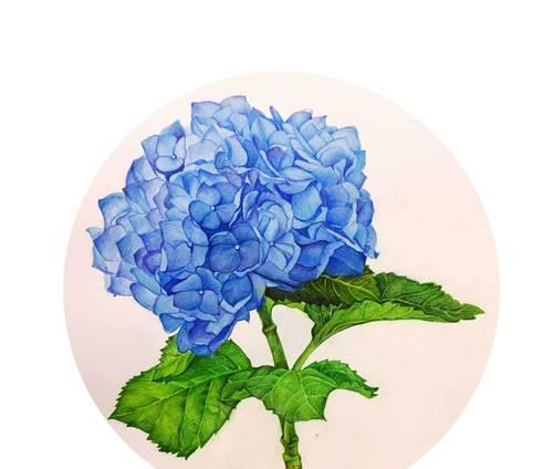 龙球花颜色的含义是什么？