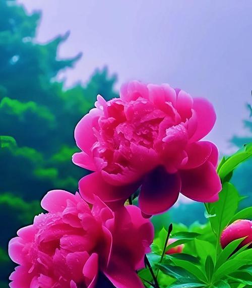 哪些花寓意必会成功？成功象征的花有哪些？