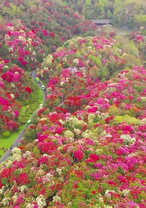贵州毕节的花语代表了什么？