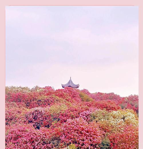 贵州毕节的花语代表了什么？