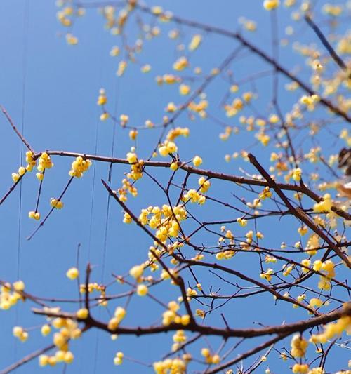 腊梅花在春节有什么特别的寓意吗？