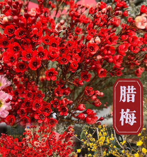 腊梅花在春节有什么特别的寓意吗？