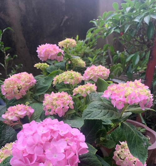 粉色绣球花的寓意有哪些？