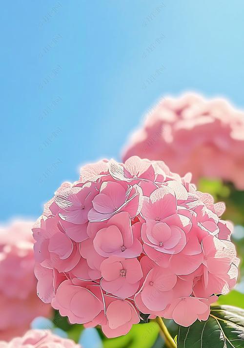 粉色绣球花的寓意有哪些？