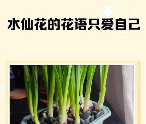 绿色送人花语是什么？绿色花卉代表的含义有哪些？