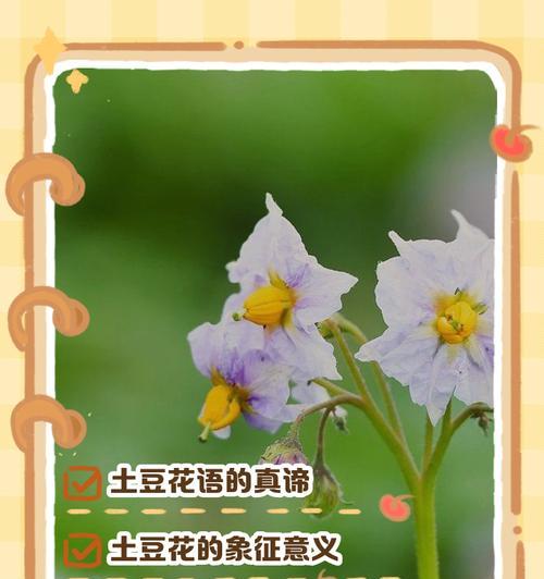 绿色送人花语是什么？绿色花卉代表的含义有哪些？