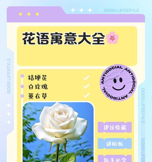 灯光节应该准备哪些花语？