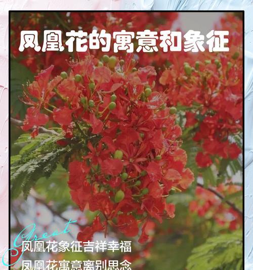 离别季节的象征是什么花？它代表了哪些含义？