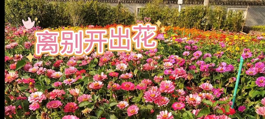 离别季节的象征是什么花？它代表了哪些含义？