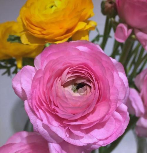 粉色花毛茛的花语是什么？花毛茛的寓意有哪些？
