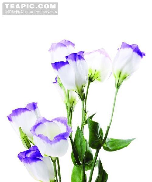蓝白色花象征求爱吗？蓝白色花的花语是什么？