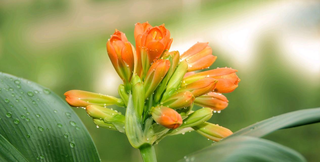 哪种花代表成功？成功的花有哪些？