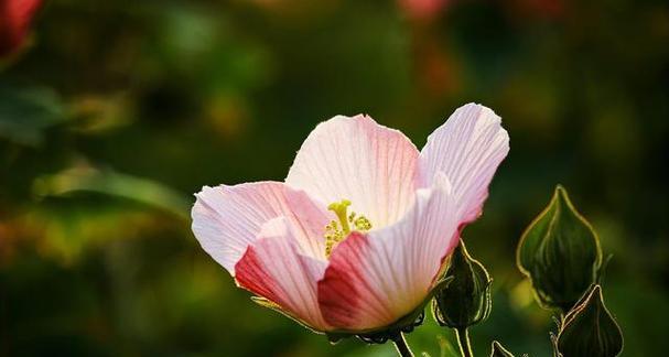哪种花象征纯洁和吉祥？