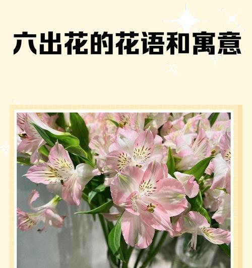哪种花象征晚年幸福？晚年幸福花的花语是什么？