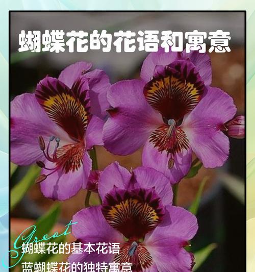 哪种花象征晚年幸福？晚年幸福花的花语是什么？