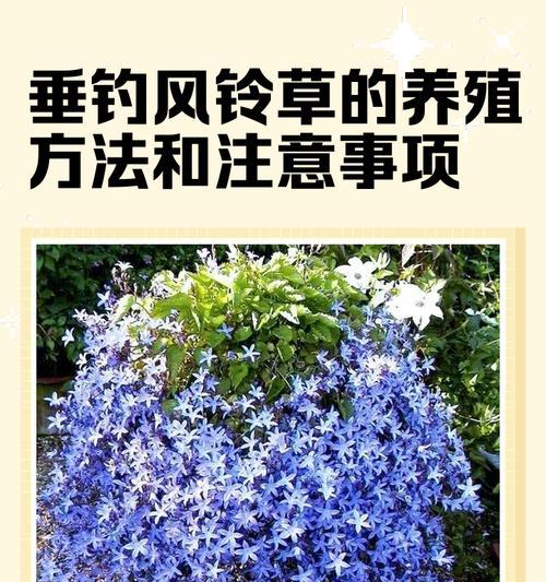 蓝色风铃草手捧花的寓意是什么？蓝色风铃草花语有何特别之处？