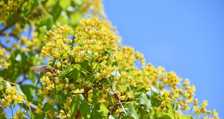枫树花颜色代表什么？