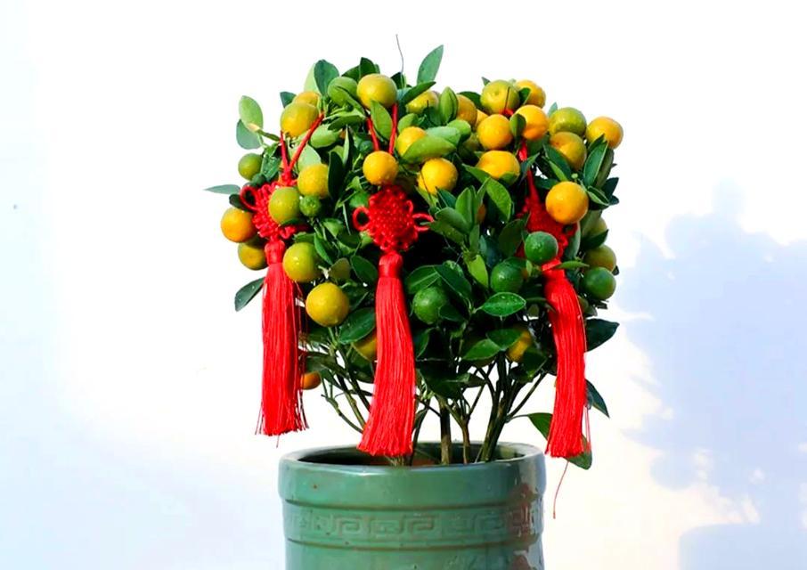 春节花和桔子的寓意是什么？春节用花和桔子的意义？