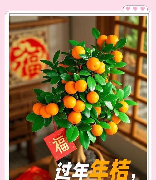 春节花和桔子的寓意是什么？春节用花和桔子的意义？