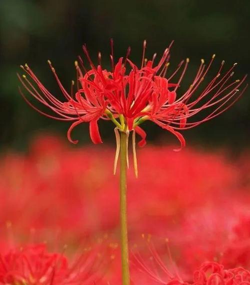 什么花象征幸福悲伤？幸福悲伤的花语解读？