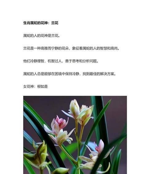 传说中寓意最好的花有哪些？