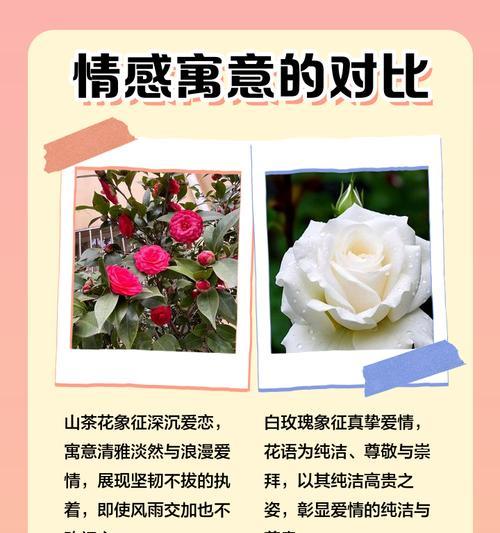 白色玫瑰与菊花的寓意分别是什么？