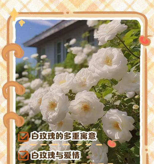 白色玫瑰与菊花的寓意分别是什么？