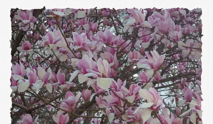 灰色花有哪些寓意？灰色花在花语中代表什么？