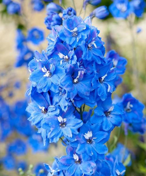 蓝色花的花语是什么？这种颜色的花象征着什么？