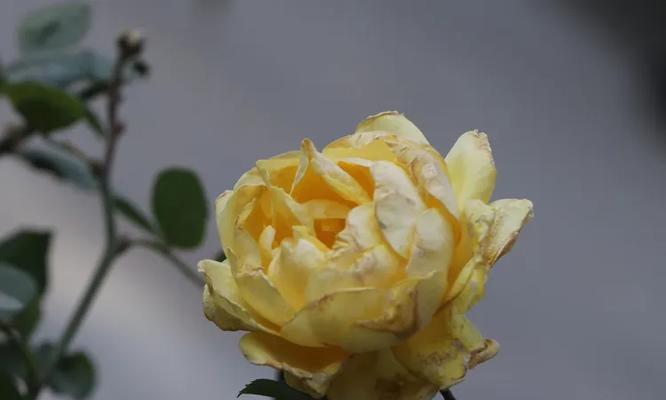 黄色月季花代表什么寓意？