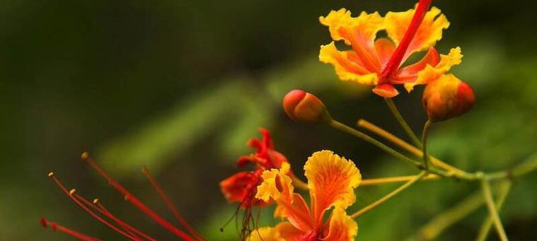 不同颜色的凤凰花有什么含义？
