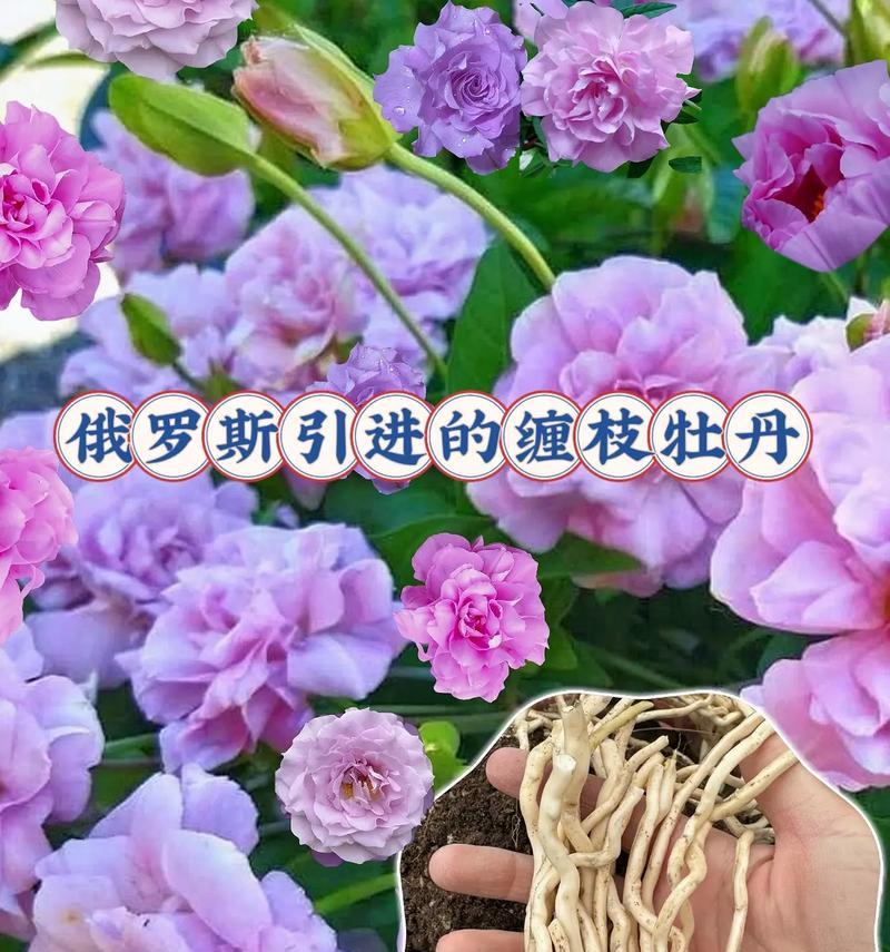 哪种花寓意幸福吉祥？幸福吉祥的花语是什么？