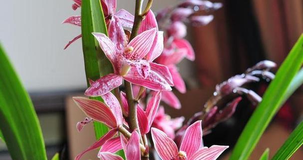 哪种花寓意幸福吉祥？幸福吉祥的花语是什么？