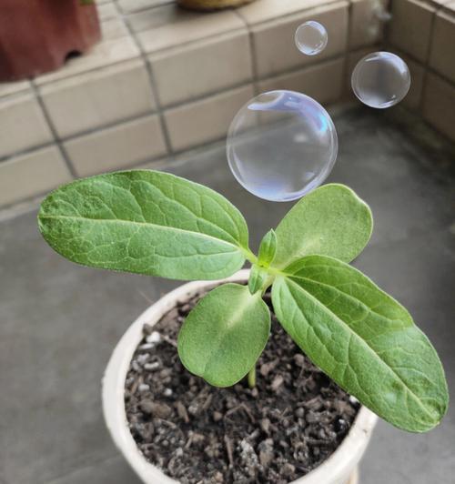 换花节的经济意义何在？
