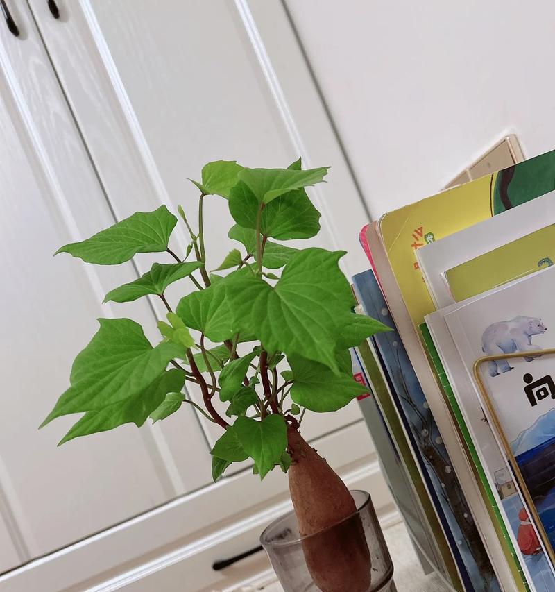 换花节的经济意义何在？